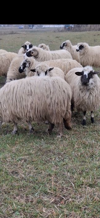 Berbec brez cu nasu alb