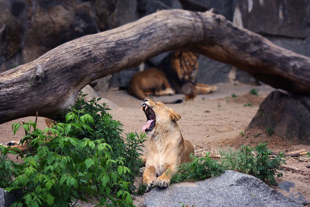 Tamron AF 28-200mm f3.8-5.6 AF LD EF обектив Канон