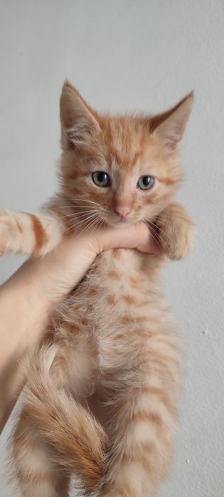 Котята ходят в лоток