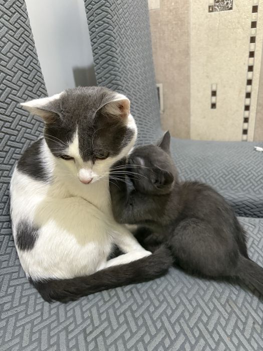 Котенок, кошечка