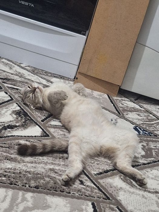 Scottish shorthair