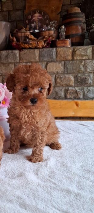 Той пуделчета Toy