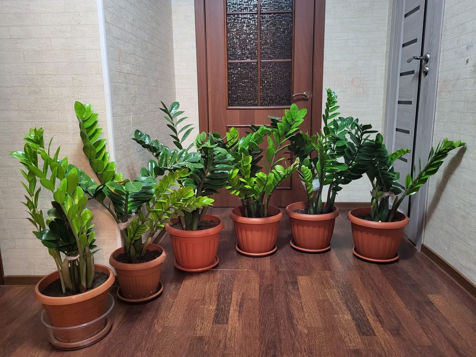 Цветы, Денежное дерево.