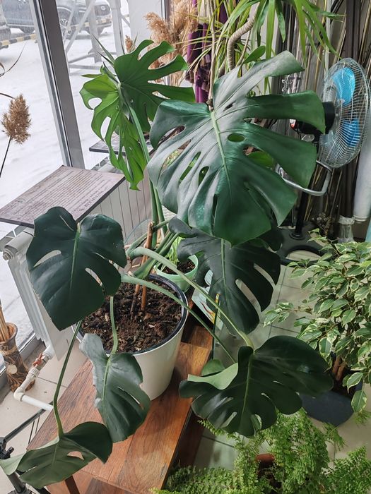 Манстера. Комнатное растение