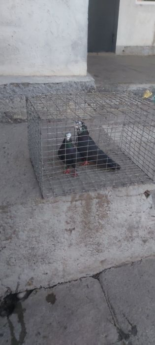 Рябагаловые чубати лиси пара