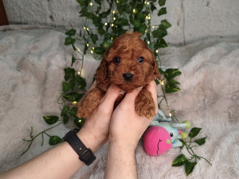 Vand baietel Cavapoo F1b red