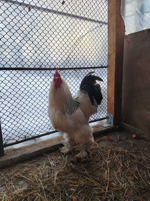 Cocos Brahma herminat deschis