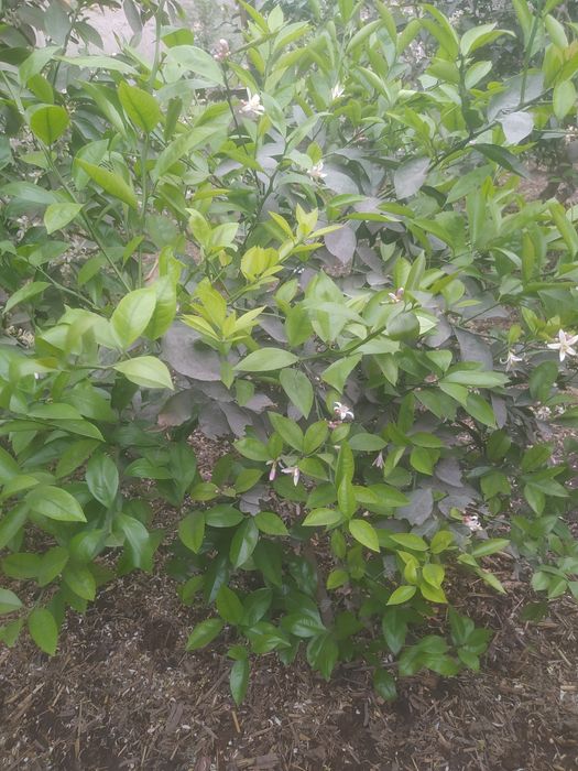 Limon koʻchatlari sotiladi