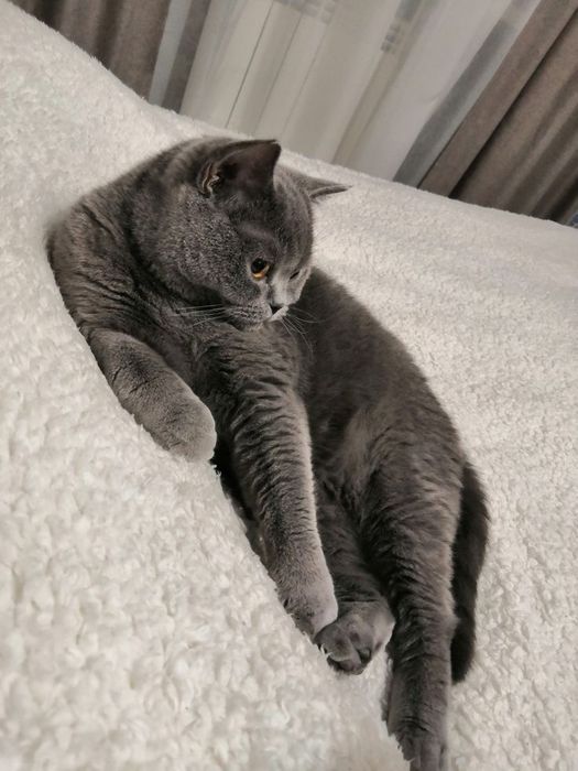 Два британских кота мальчик и девочка!