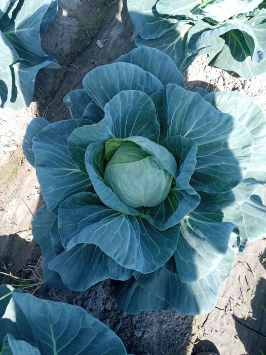 Uchko'prik tumani Tinchlik mahallasida yetishtirilayotgan Karam mahsul