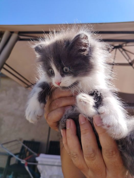 Котята бесплатно, ищут дом