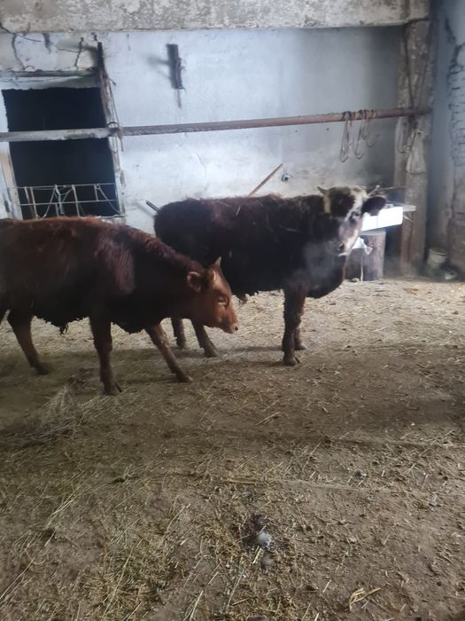 Продам бычков годовалый,