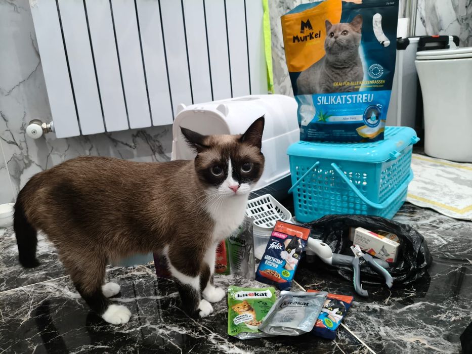 Продам сиамскую кошку