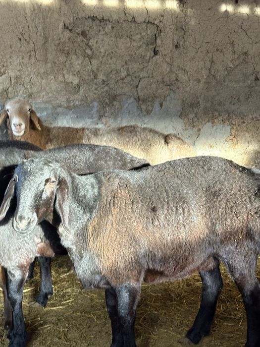 Гисарские тохлы !