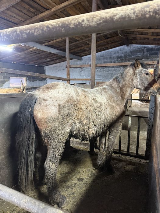 Лошадь  с откорма