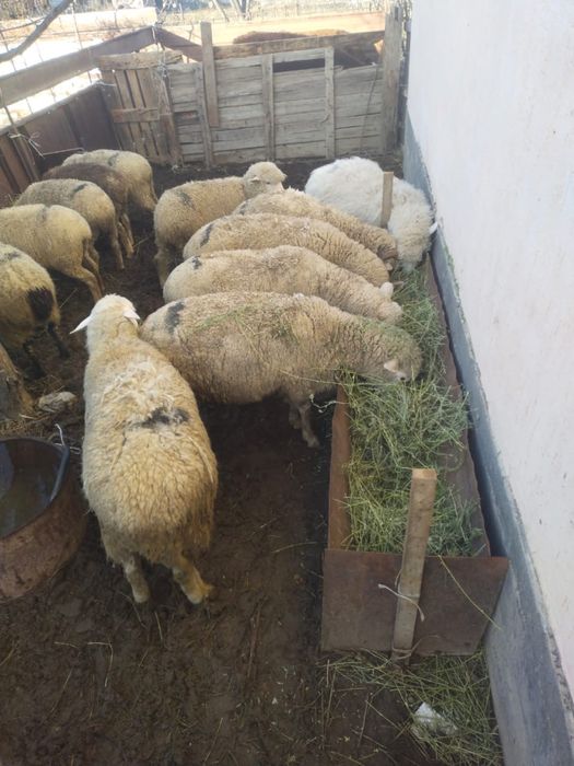 Мал сатылады