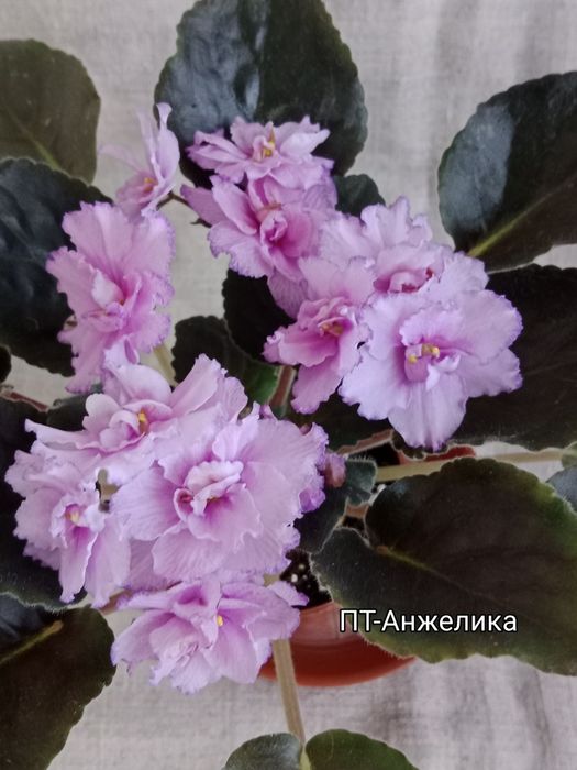 Фиалки сортовые цветущие