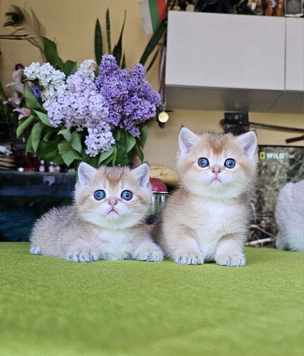 Късокосмести котенца
