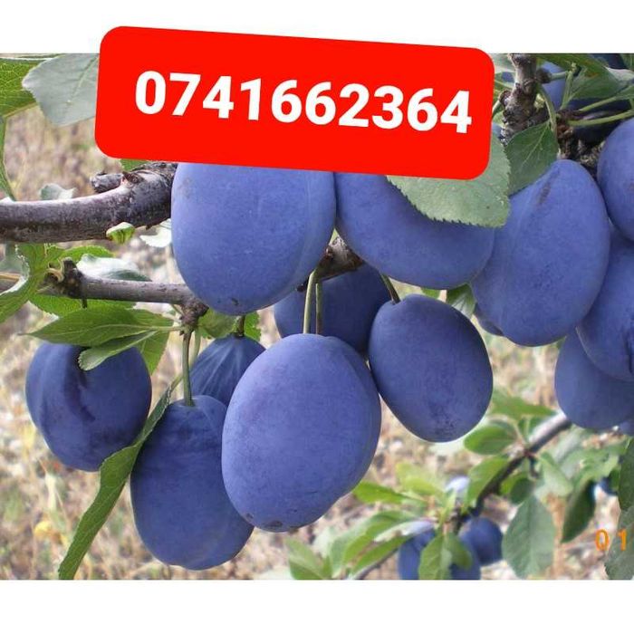 Prune de vanzare pentru consum