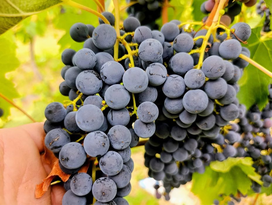 Struguri de vin toate soiurile disponibile 0745707529