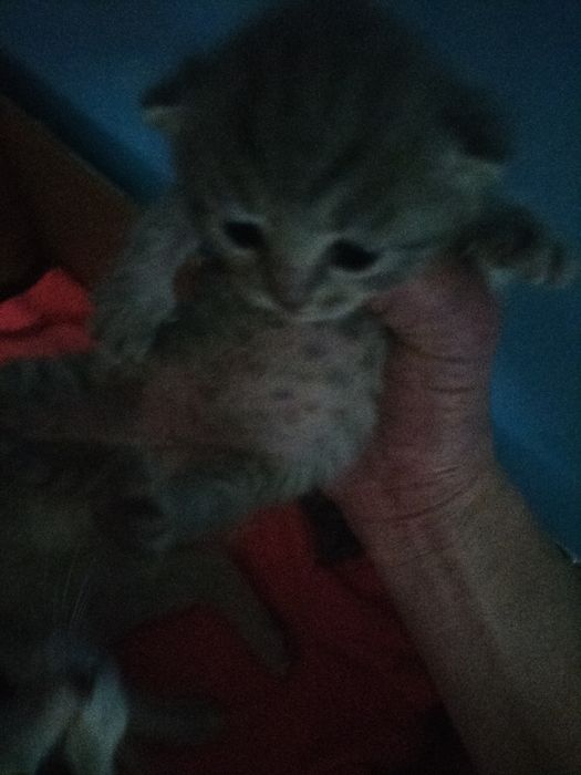 Британский котенок,