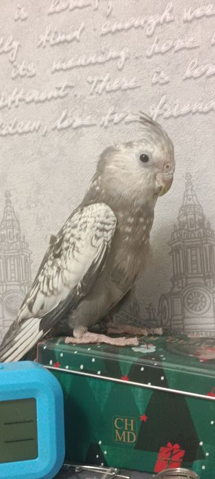 Срочно Продам Попугая Кореллу