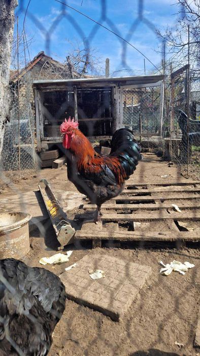 Петел черен мед маран 1 година