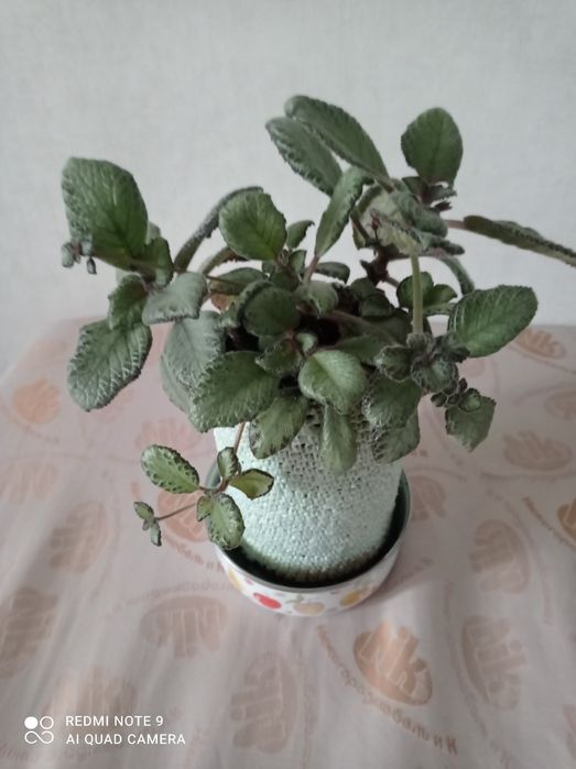 Комнатные цветы,украсят ваш дом.