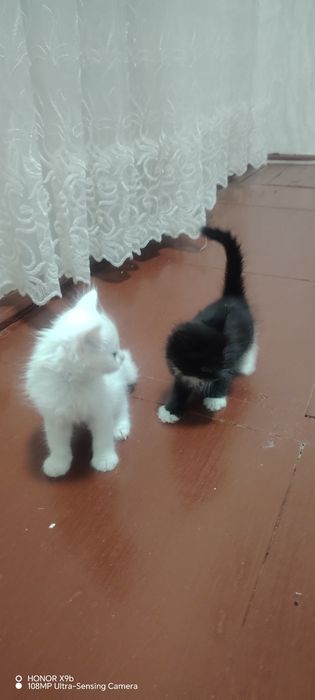 Мушукчалар сотиилали
