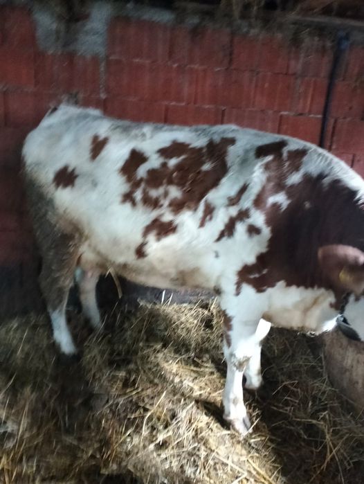 Vand 2 tauras baltat