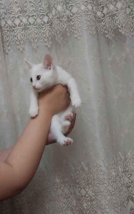 Продаю котёнка с родинкой на голове