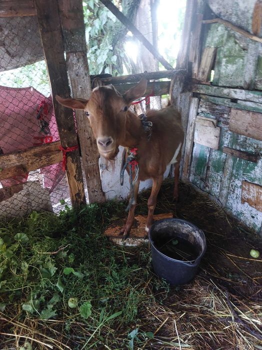 Vand capra si tap urgent