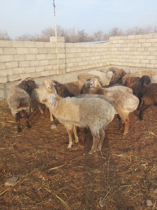 Қошқарлар   сатылады