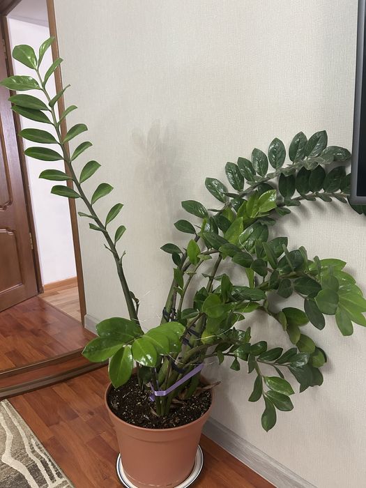 Продам комнатные ростения