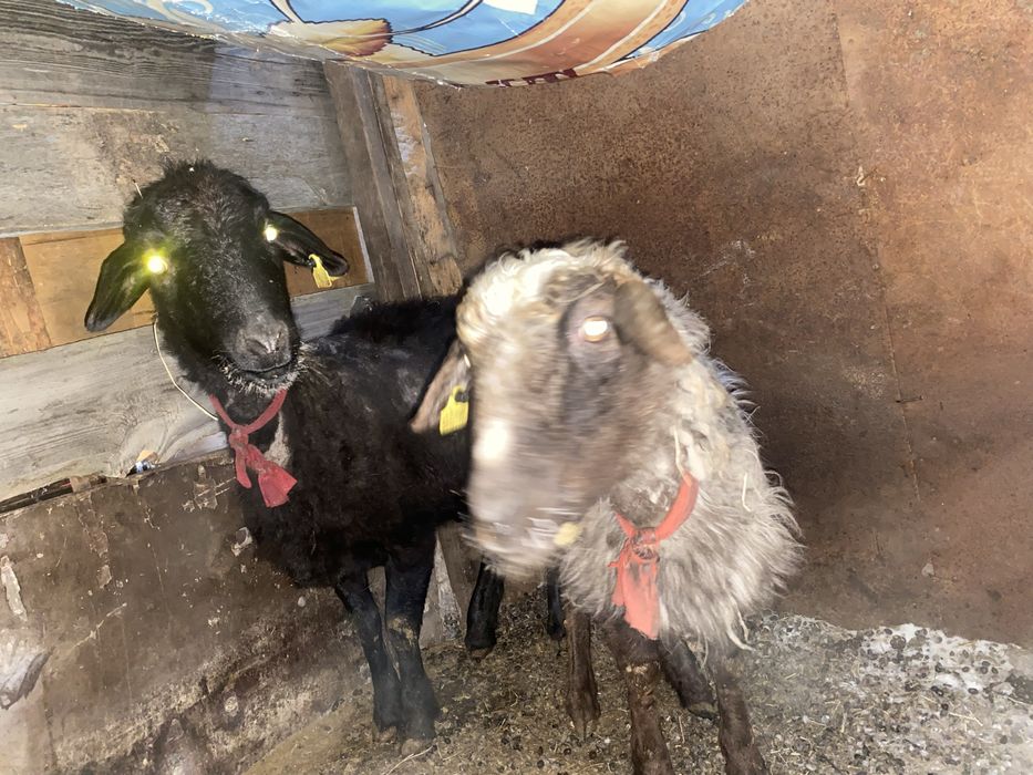 қой сатамын.