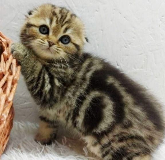 висЛоуХие ШотЛанДские