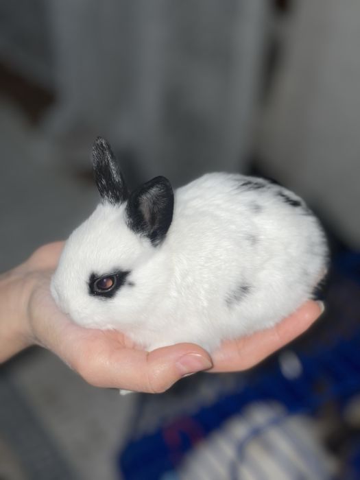 Кролики декоративные