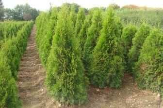 Tuia la cel mai mic preț