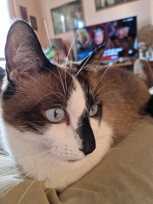 Donatie pisicute