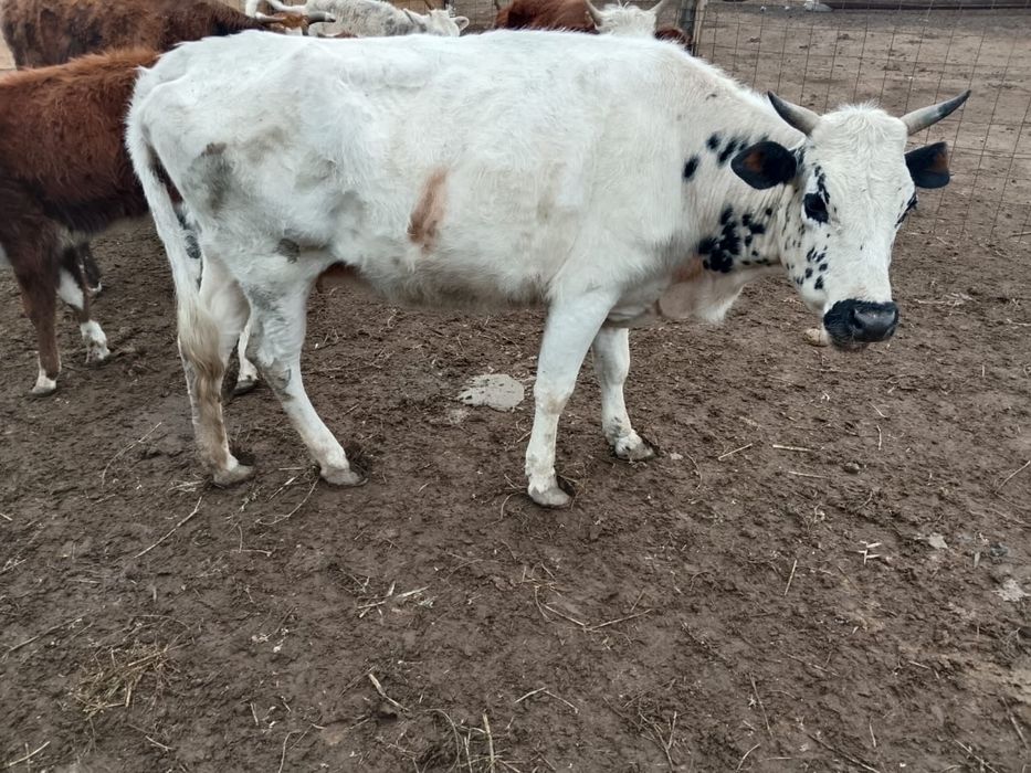 Ақ Қашар бойдақ бордақыланған