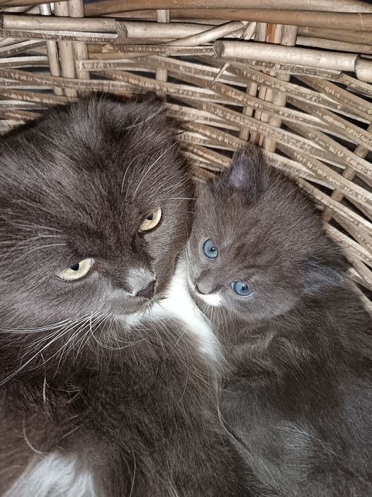 Котята только в добрые руки!