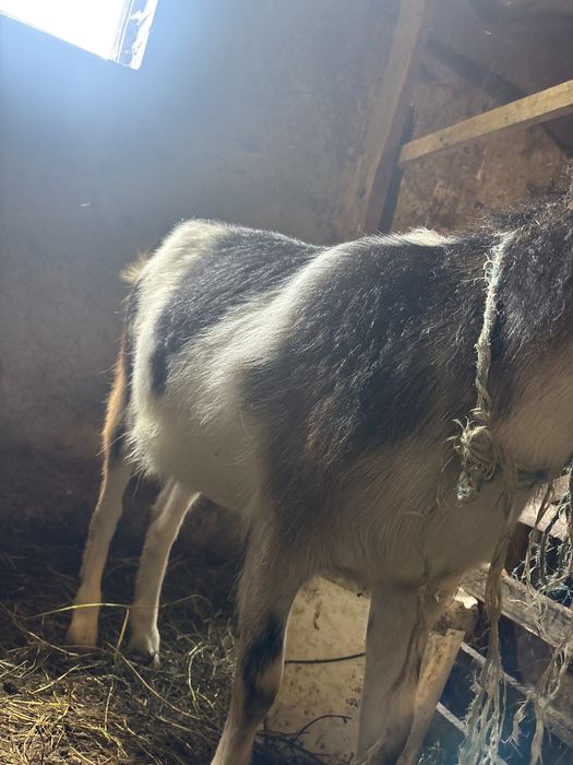 Capra si Iada Nemțești