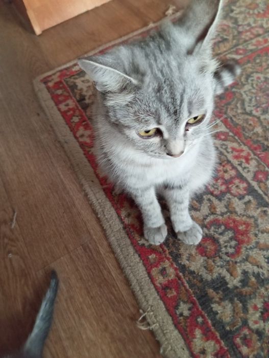 Шотланские котята