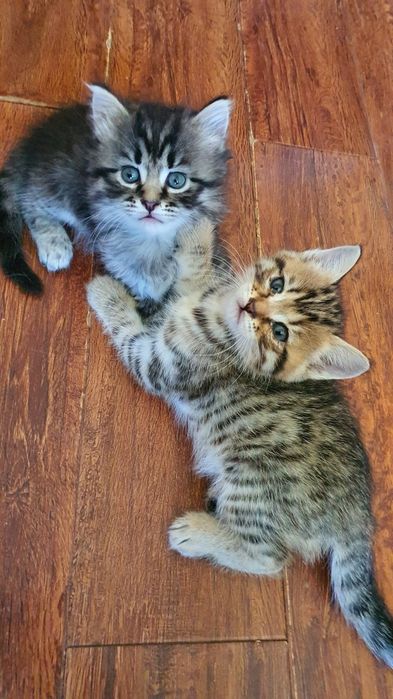 Котята шотландский вислоухой