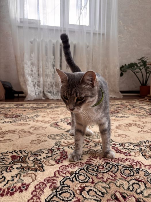 Отдам кошек крысоловки