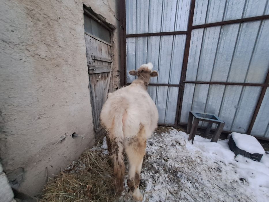 Продам телёнок годовалый