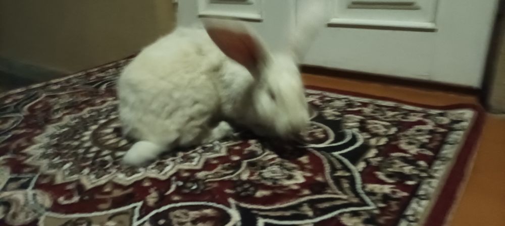 Куйон сотилади семиз 40 мин кг тарозига