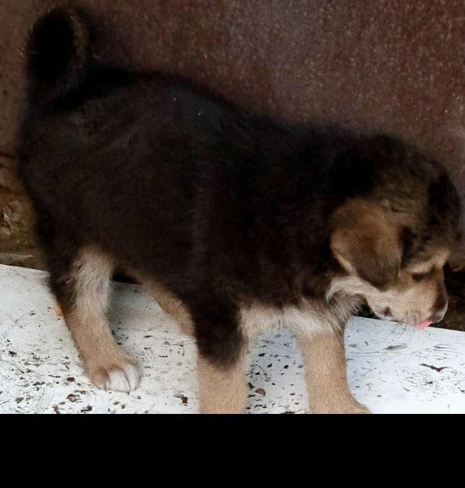 Щеночки ищут дом