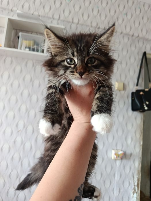 Продам милых котят Мейн-кун
