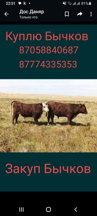 Закупаем КРС ...
